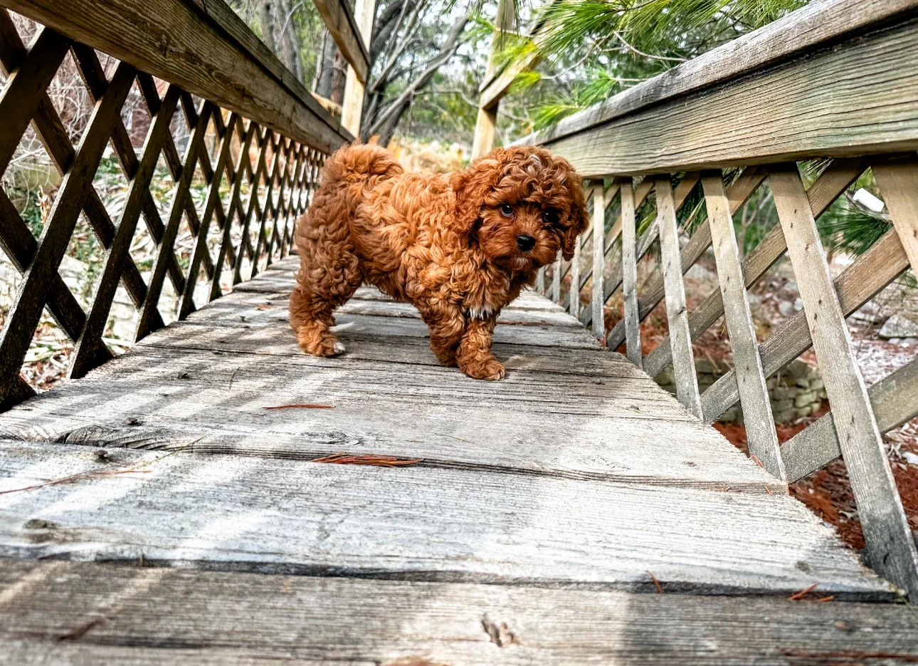 f1 cavapoo puppy