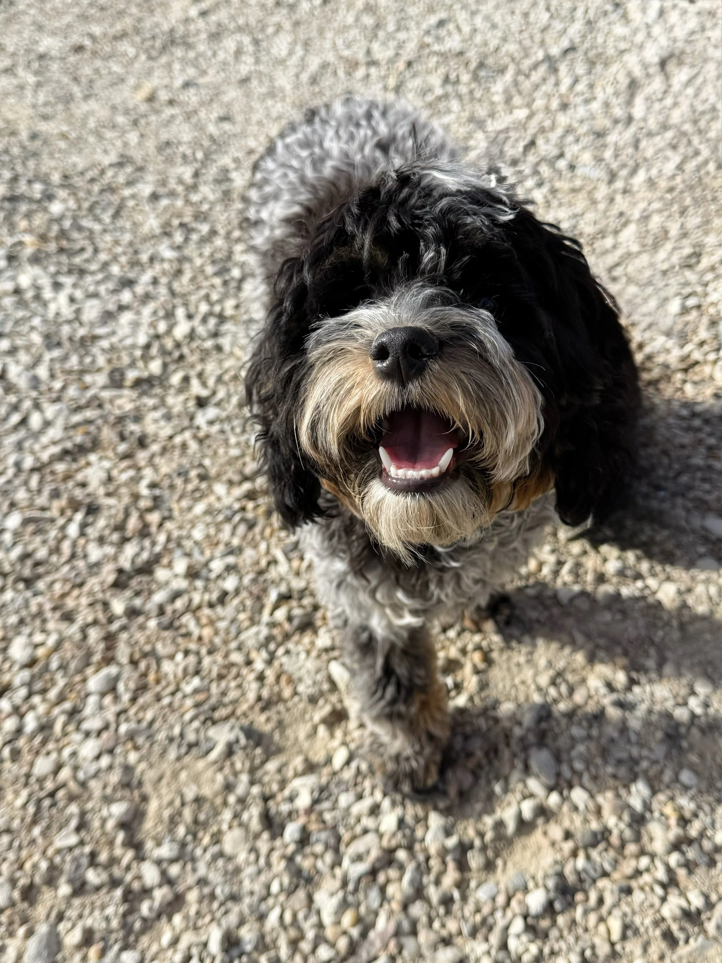 phantom roan australian labradoodle