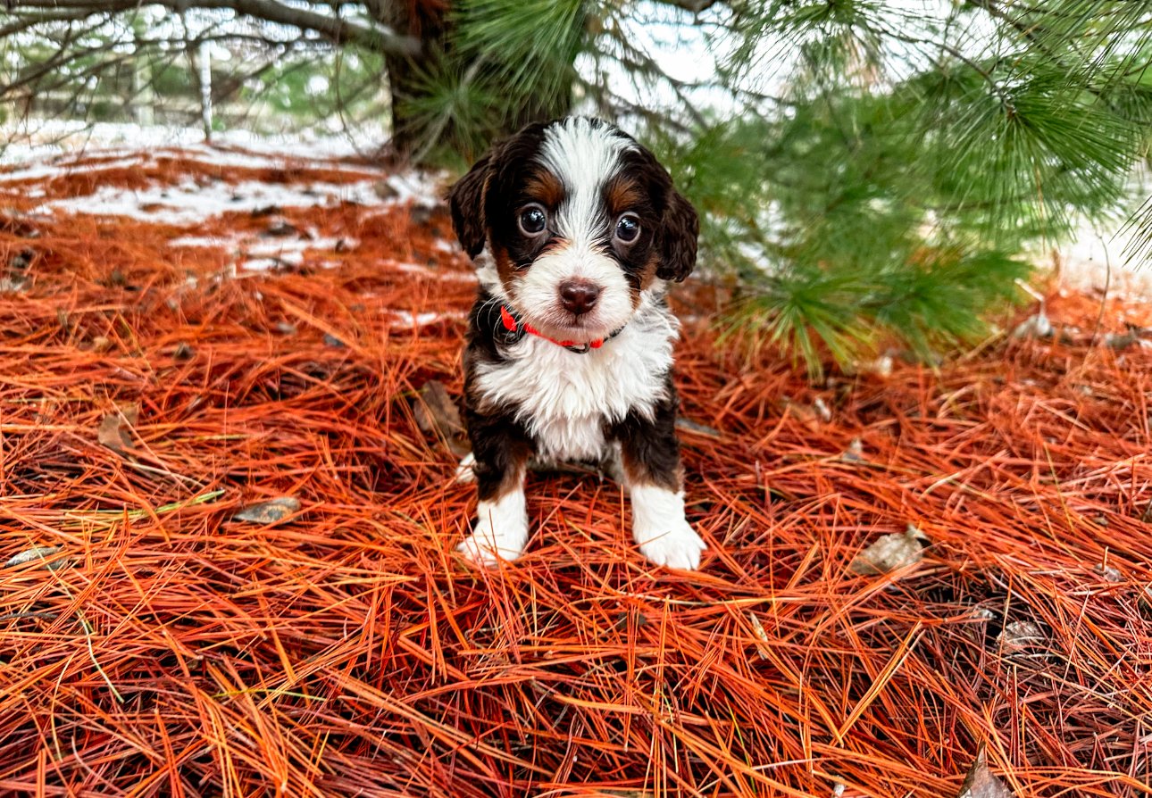 tiny chocolate tri bernedoodle puppy