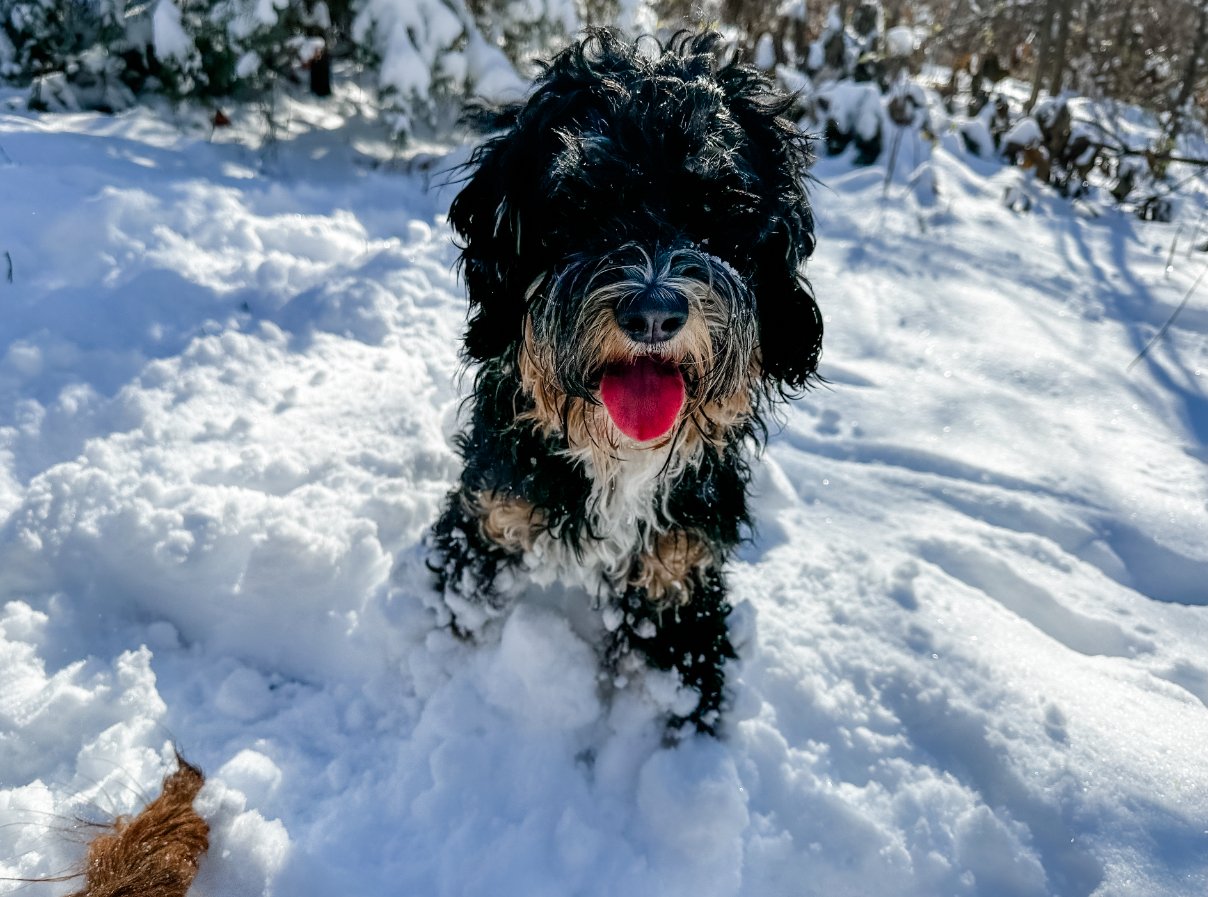 are australian labradoodles playful