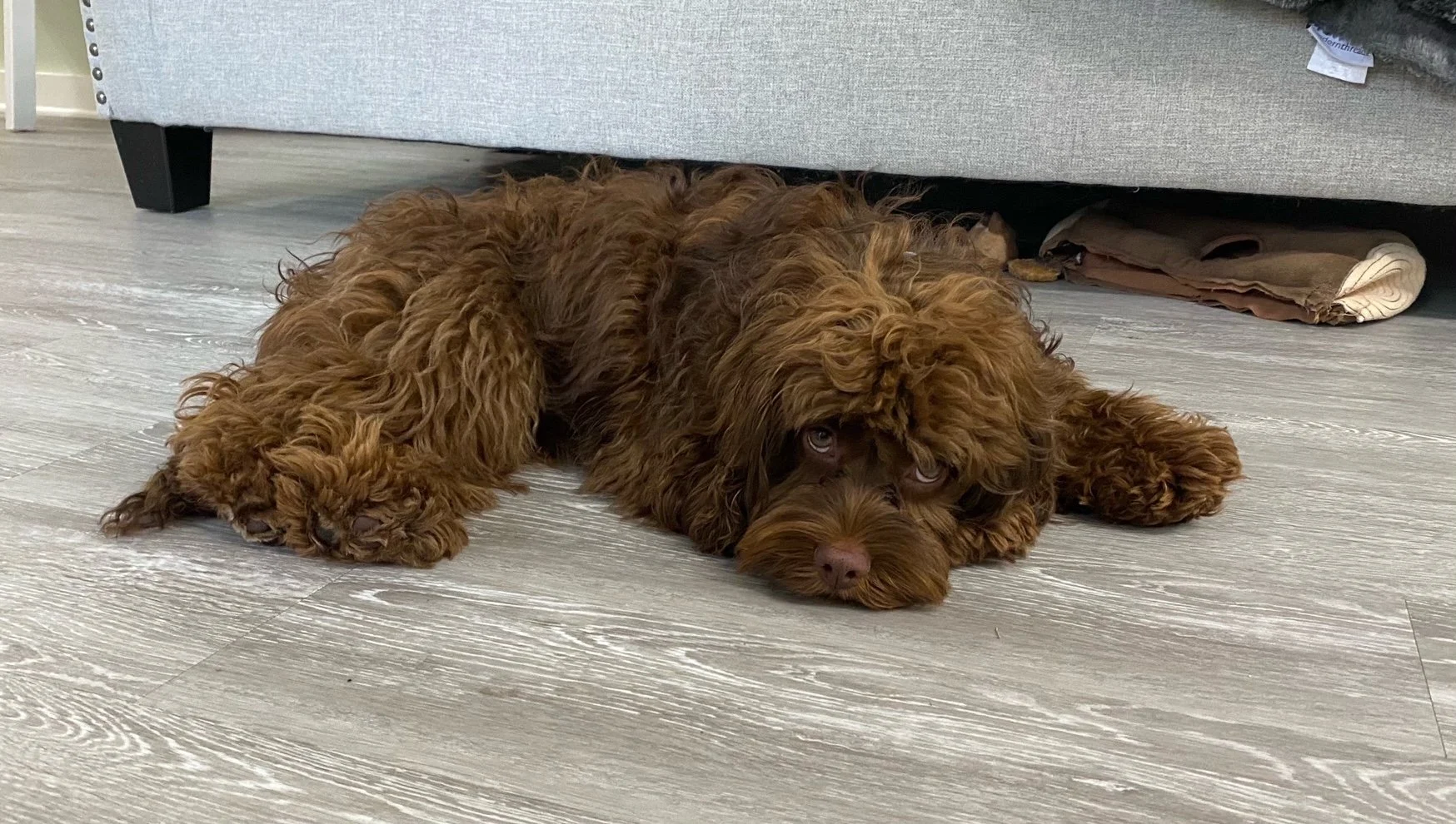 FULL GROWN SABLE MINI AUSTRALIAN LABRADOODLE