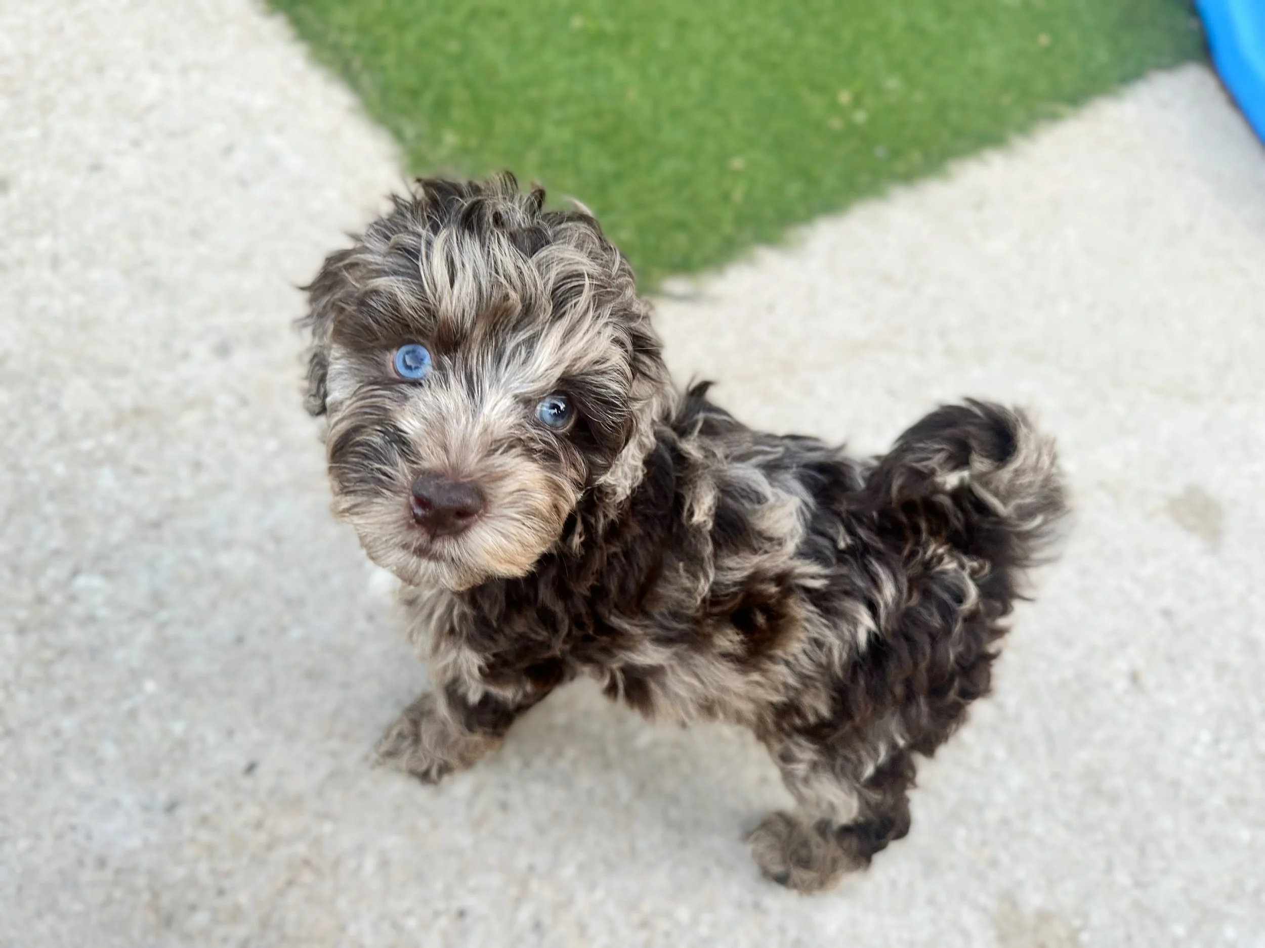 australian labradoodle breeders with chocolate merle puppies for sale