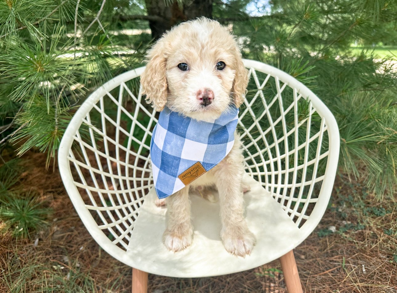 cream and white doodle puppy
