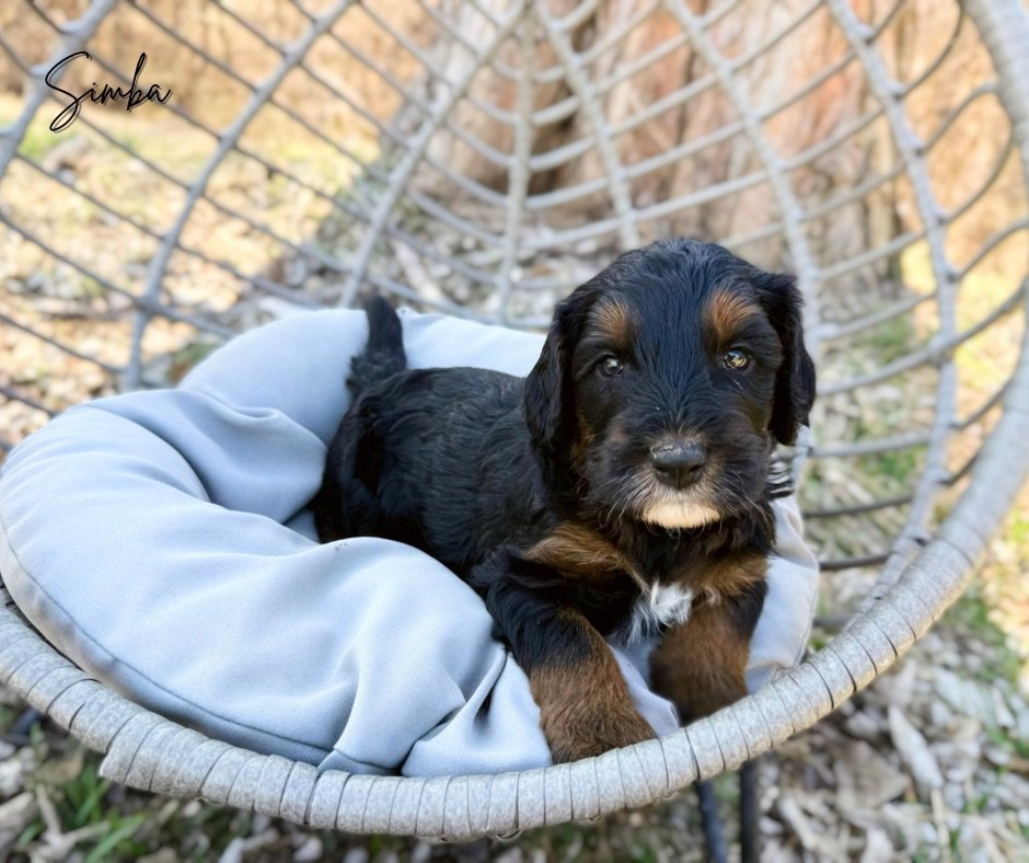 standard australian bernedoodle breeder