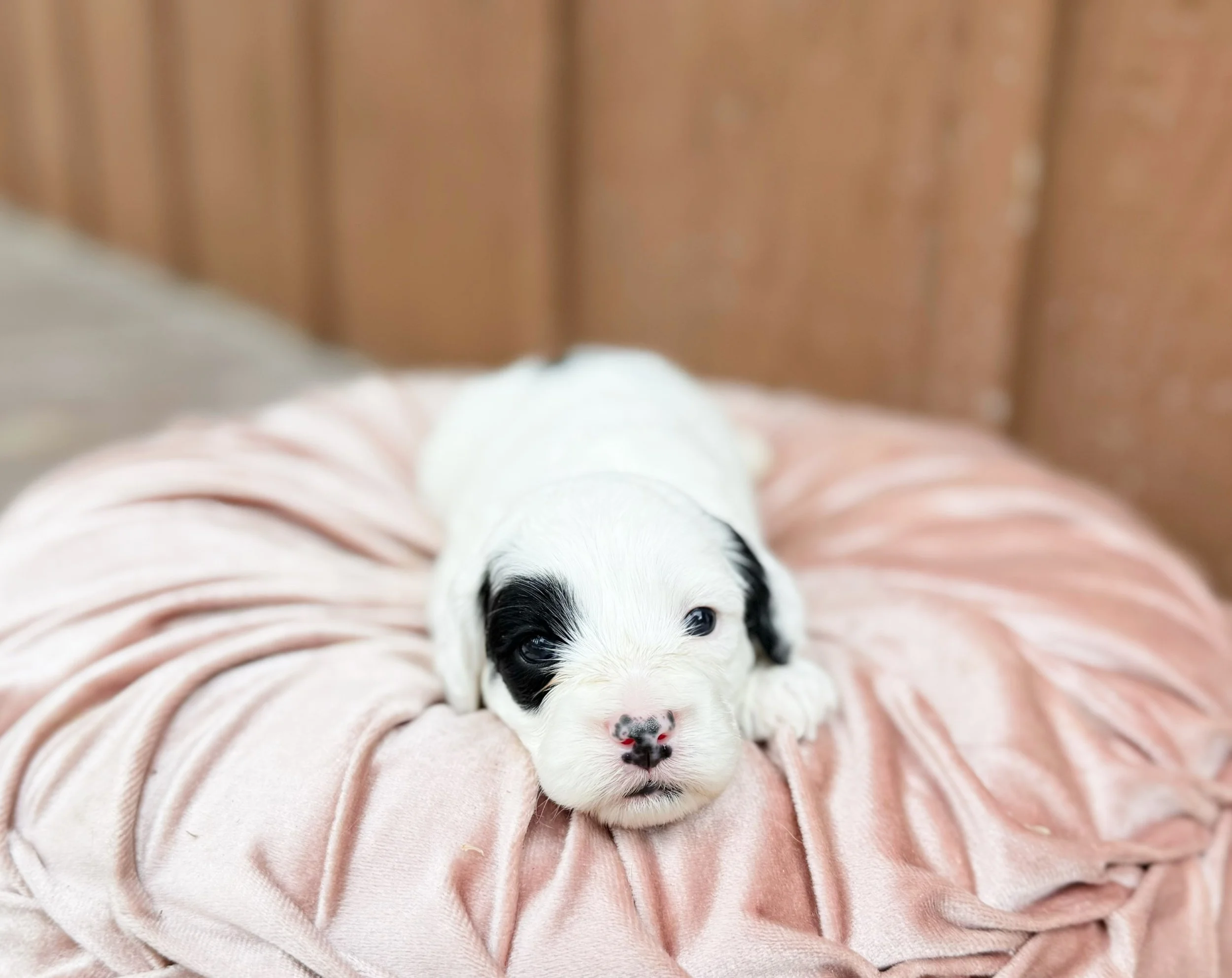 labradoodle puppy for adoption