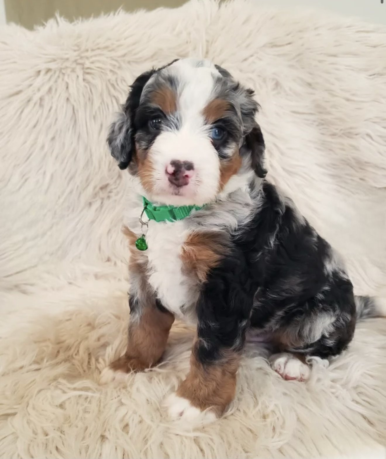 merle tri bernedoodle