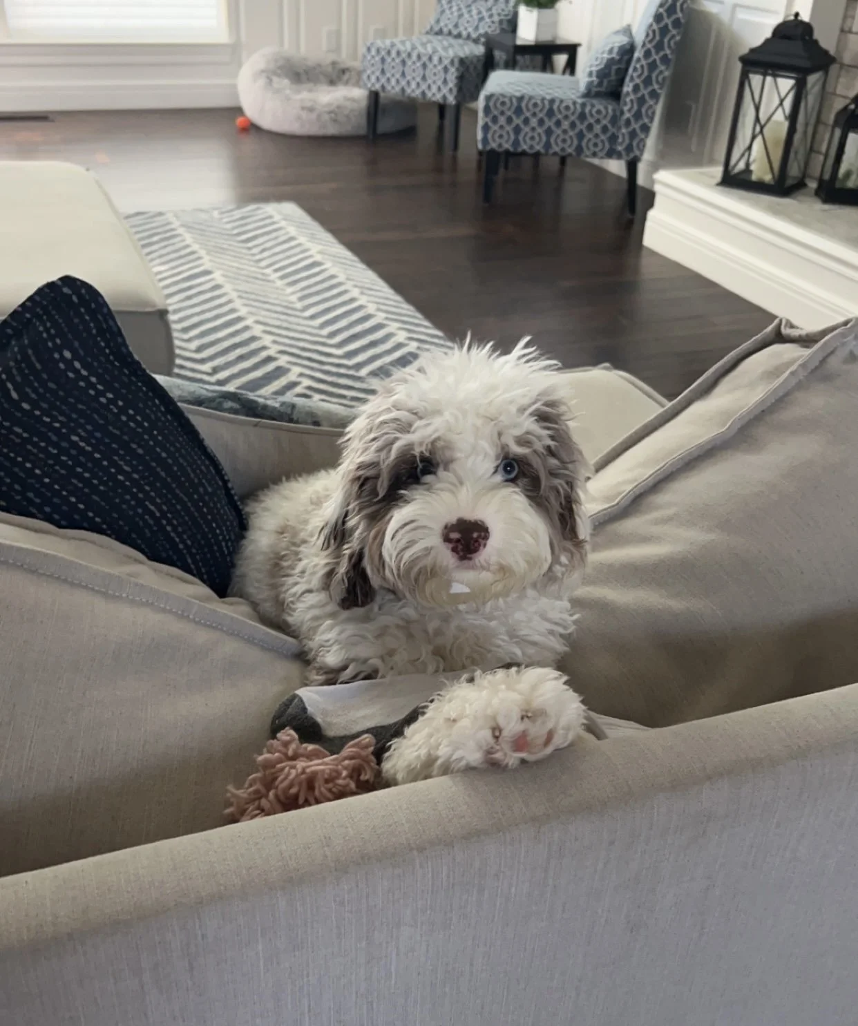 australian labradoodle breeders