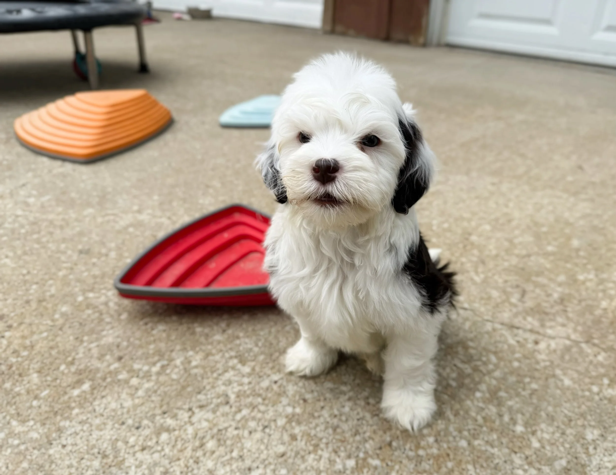 top doodle breeders in kansas