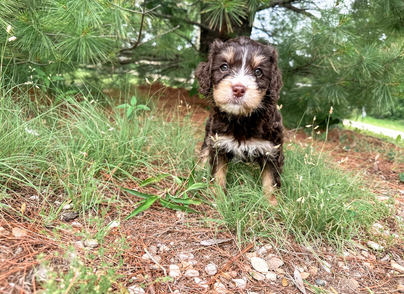 mini bernedoodle breeder