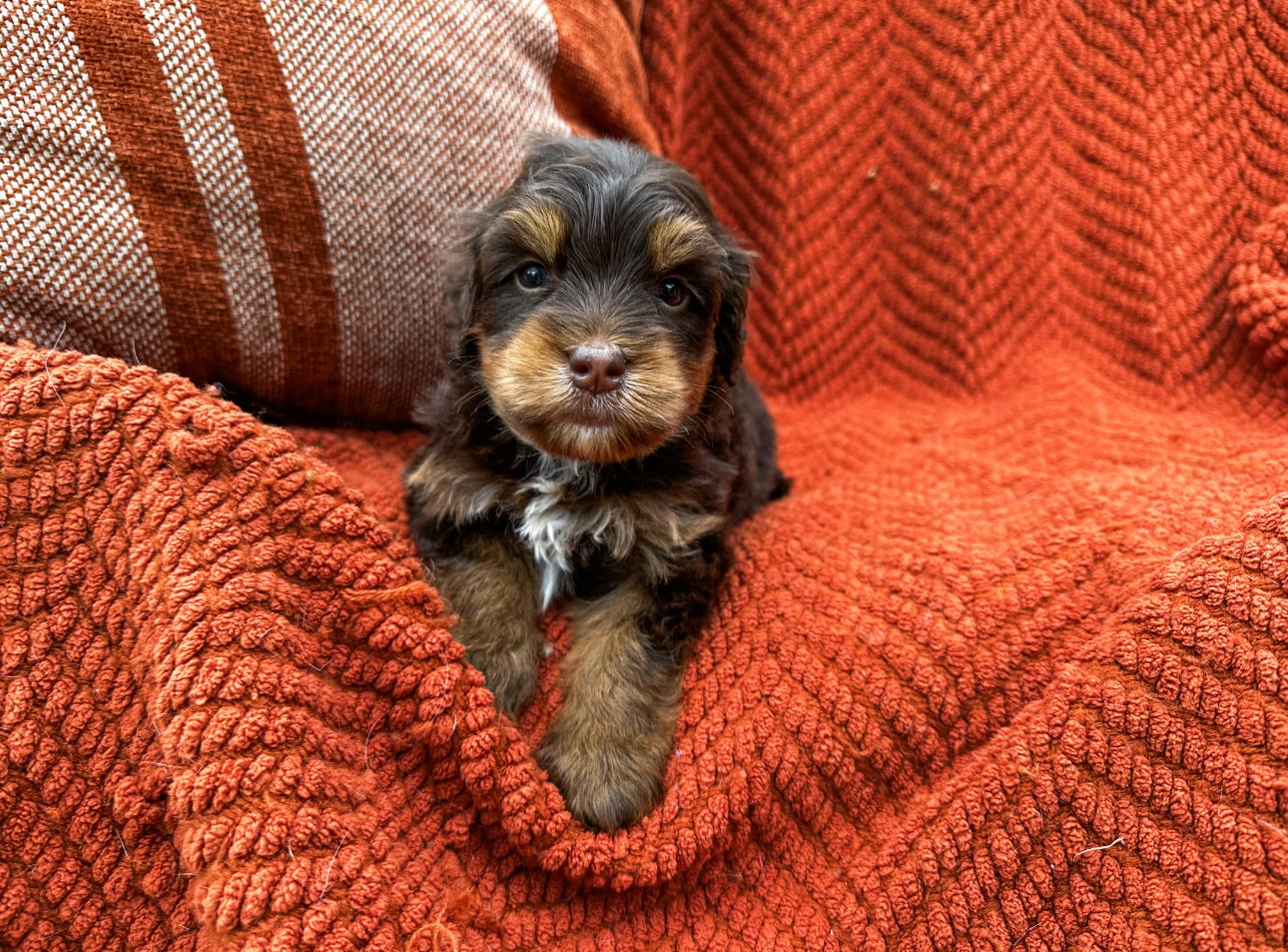 chocolate bernedoodle mix