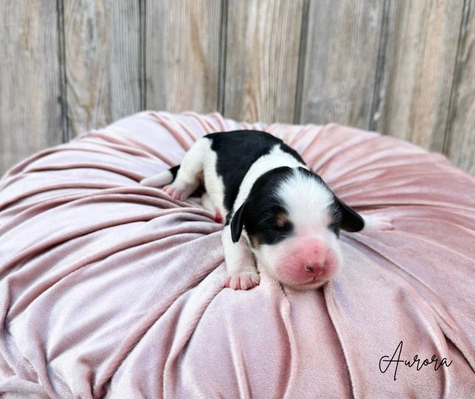 tri color bernedoodles
