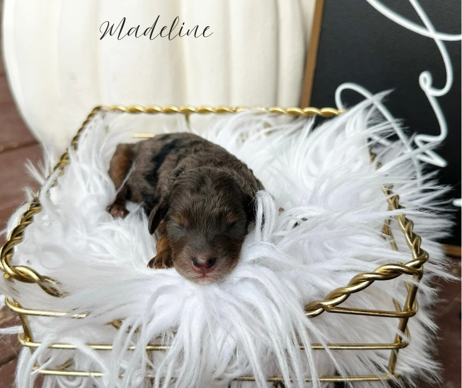 cavoodle puppies for sale