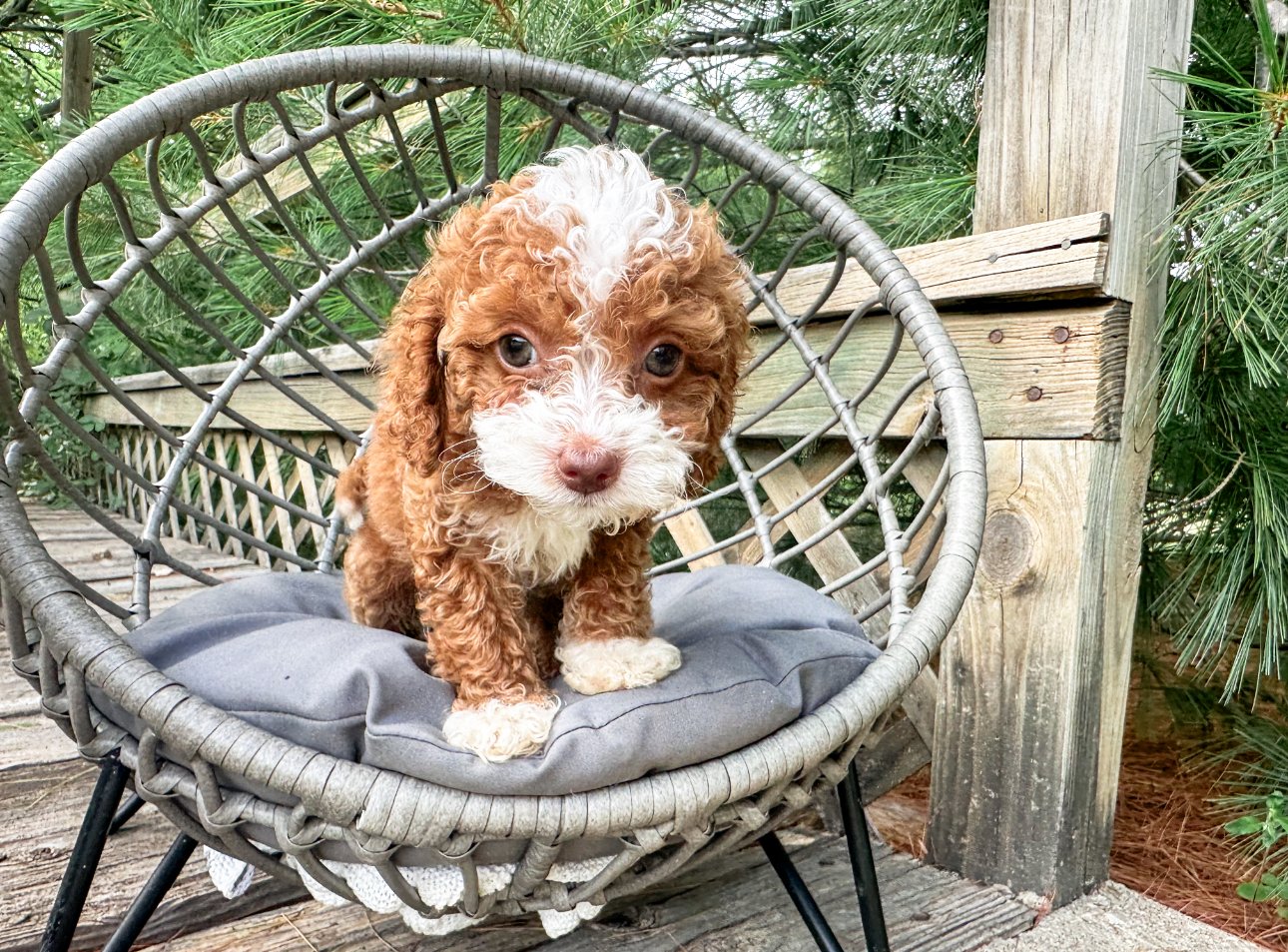 curly mini mini australian labradoodle