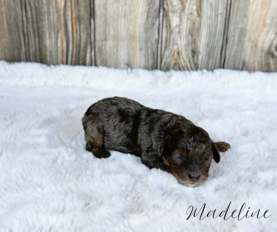 blue merle phantom cavapoo