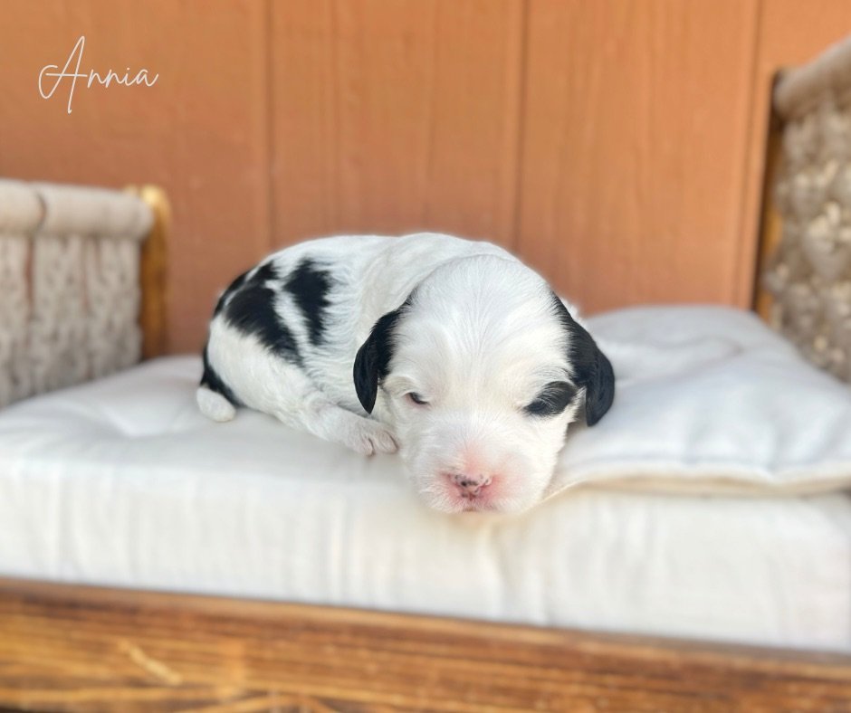 australian cavoodles for sale