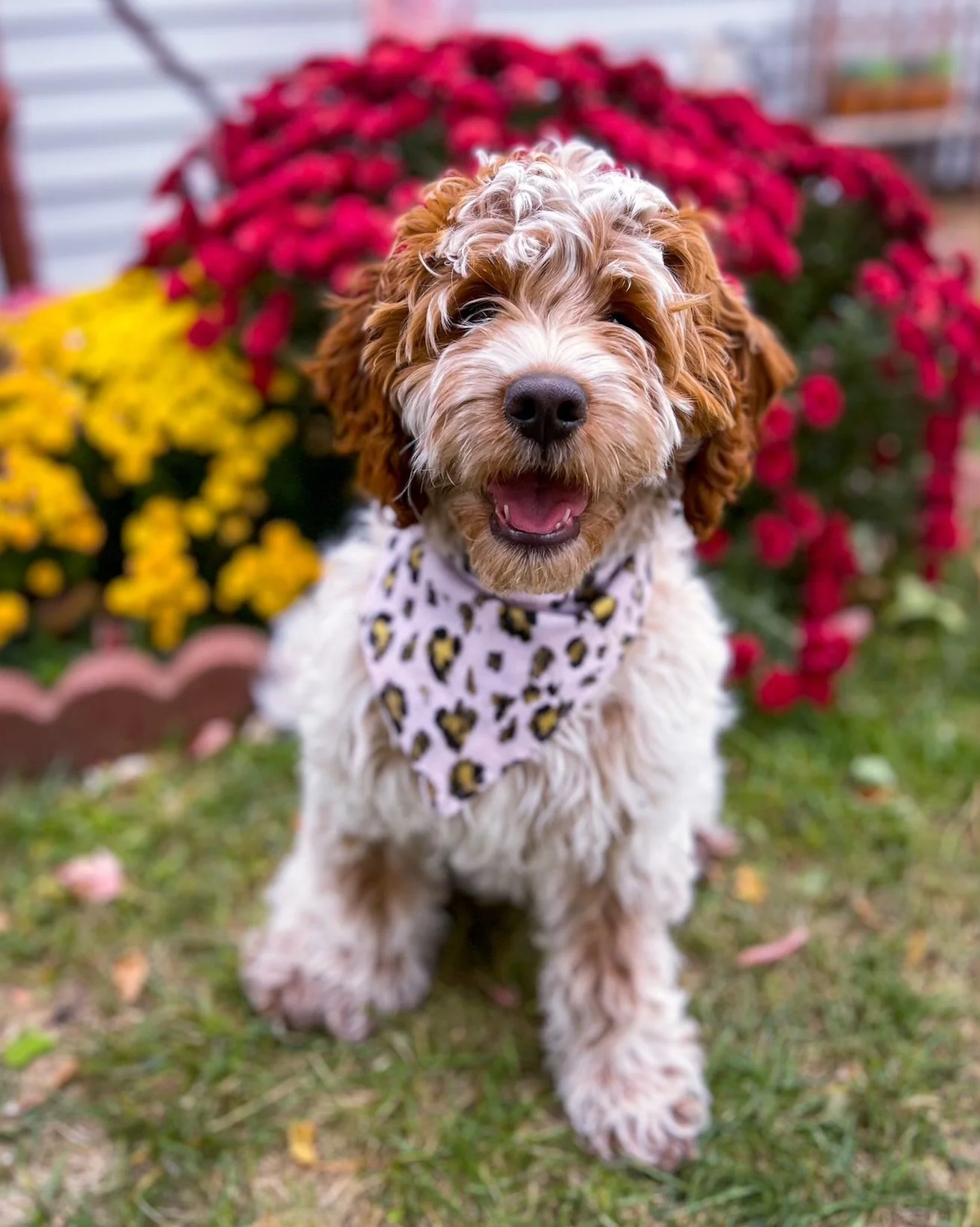 RED ROAN AUSTRALIAN LABRADOODLE MOM