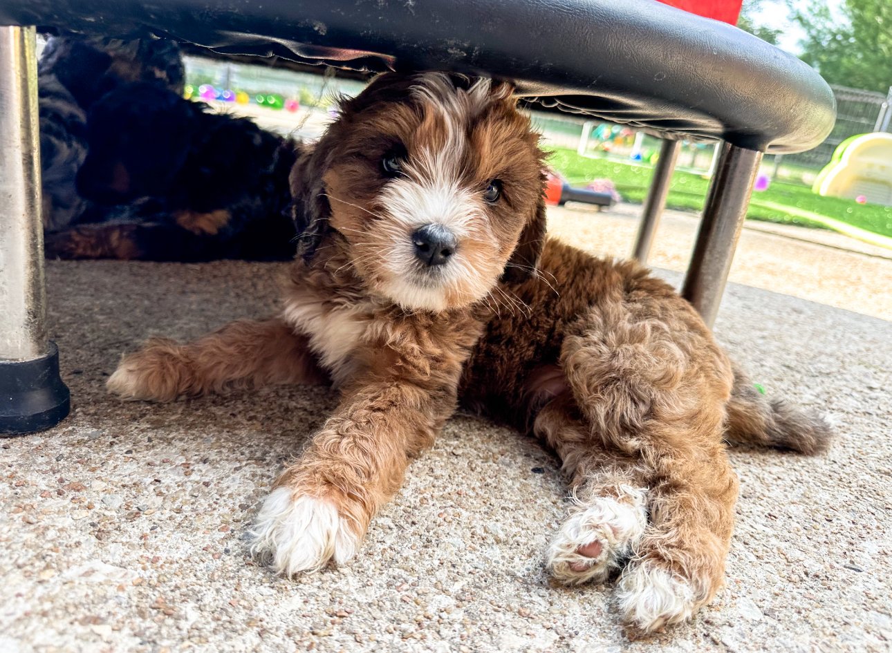 sable merle bernedoodle puppy