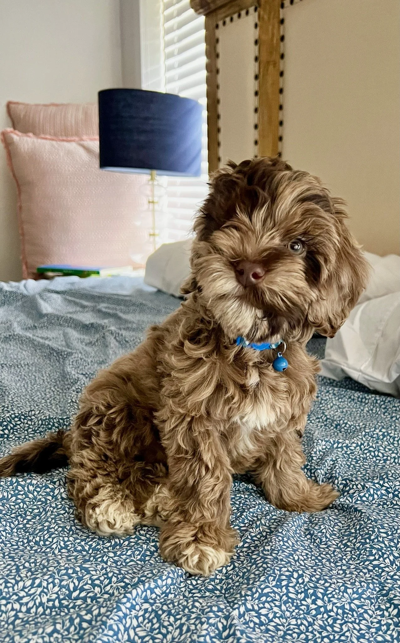 CHOCOLATE MERLE AUSTRALIAN LABRADOODLE MINI