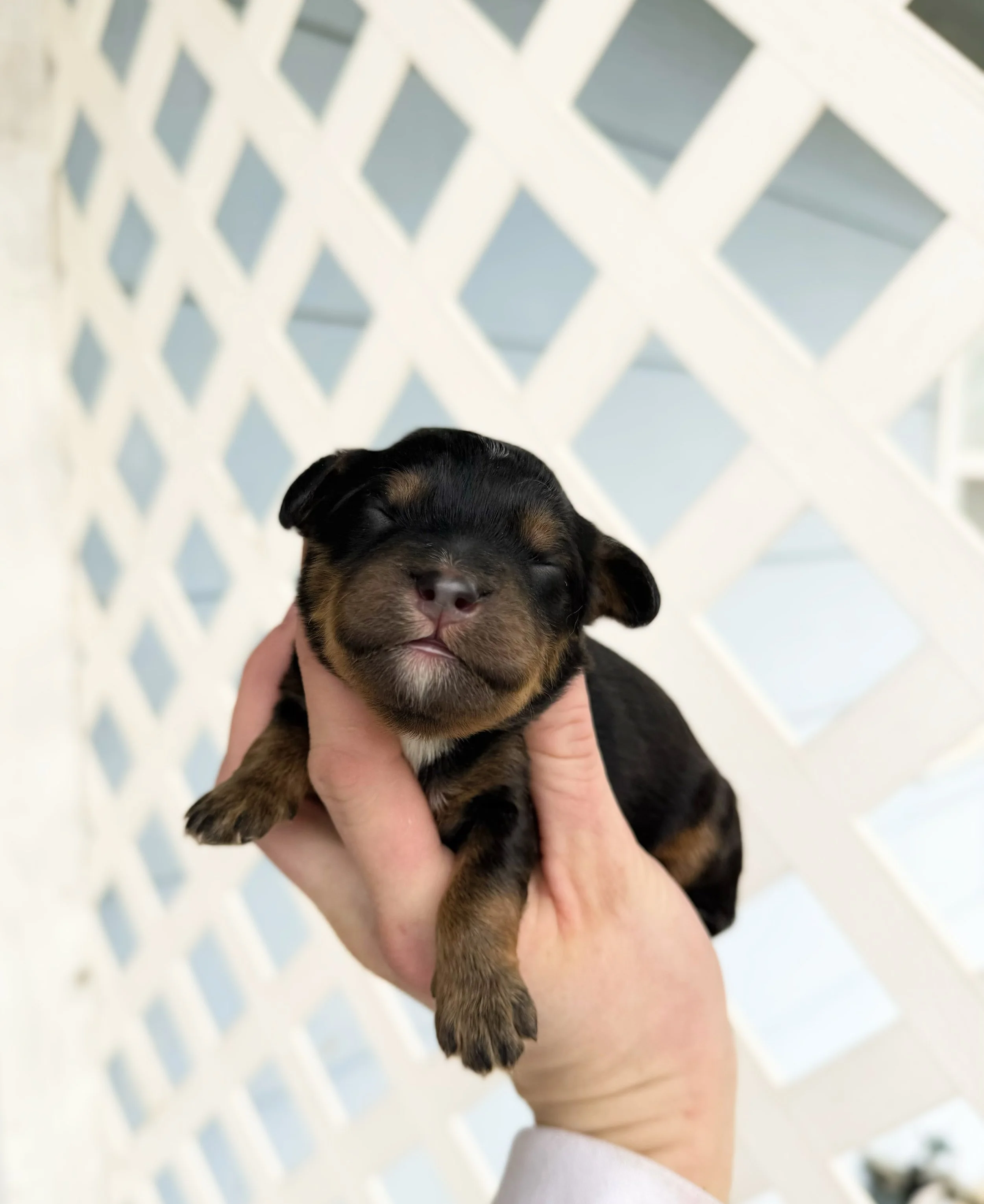mini australian bernedoodles for sale