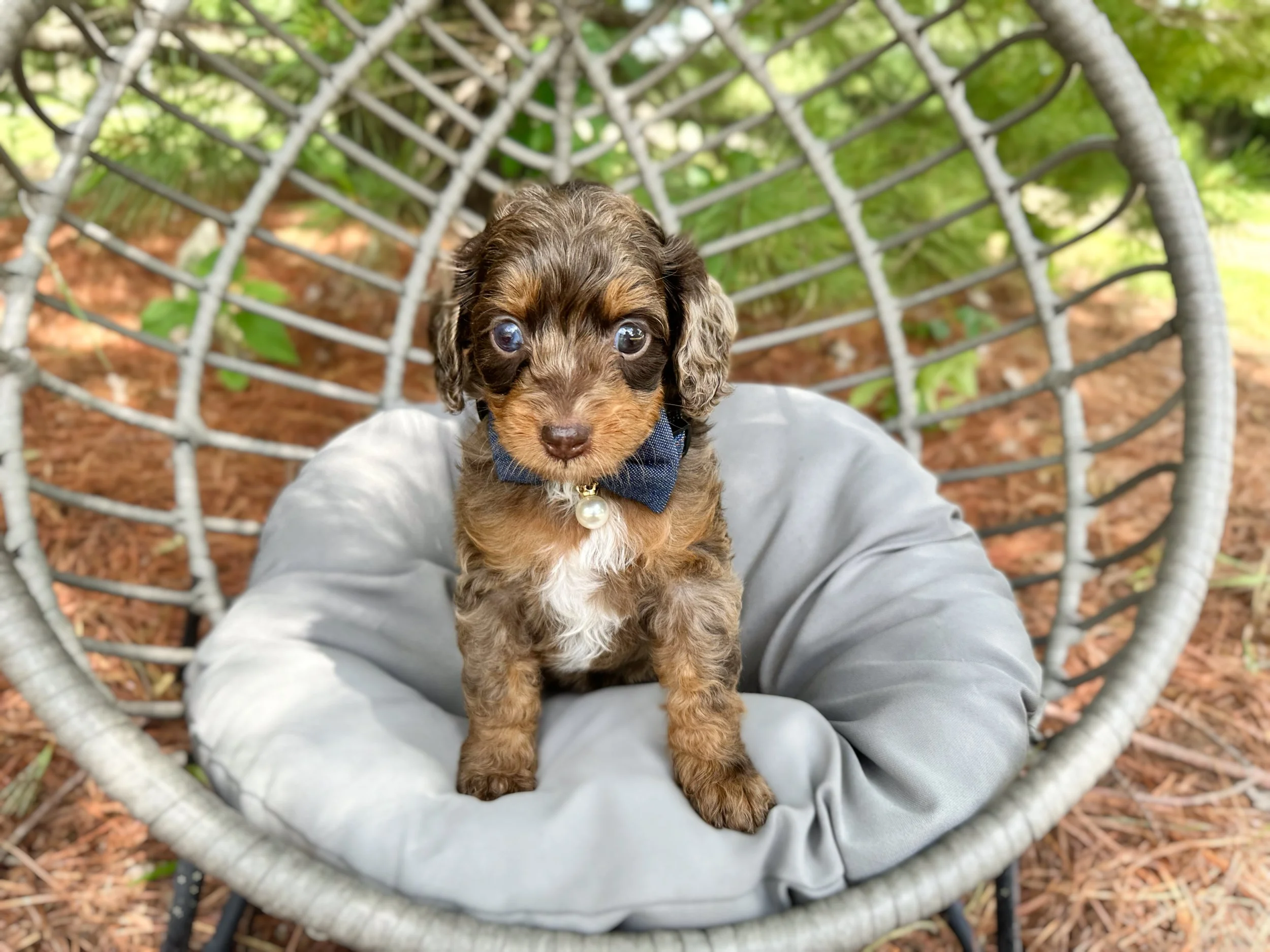 chocolate merle tri cavapoo