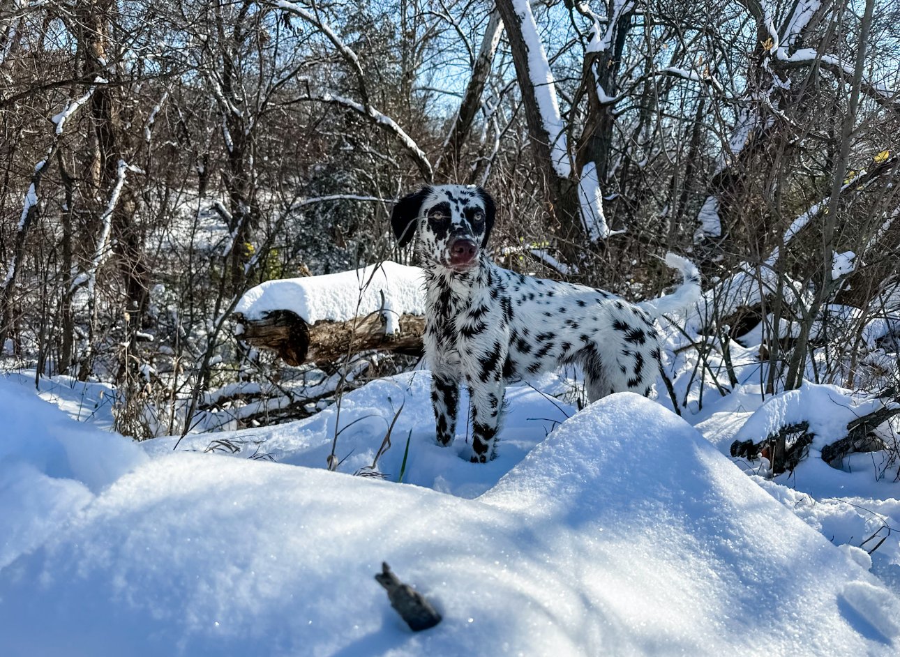 do dalmatians like the snow