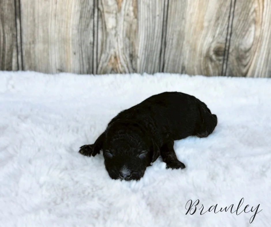 cavapoo breeders with puppies for sale