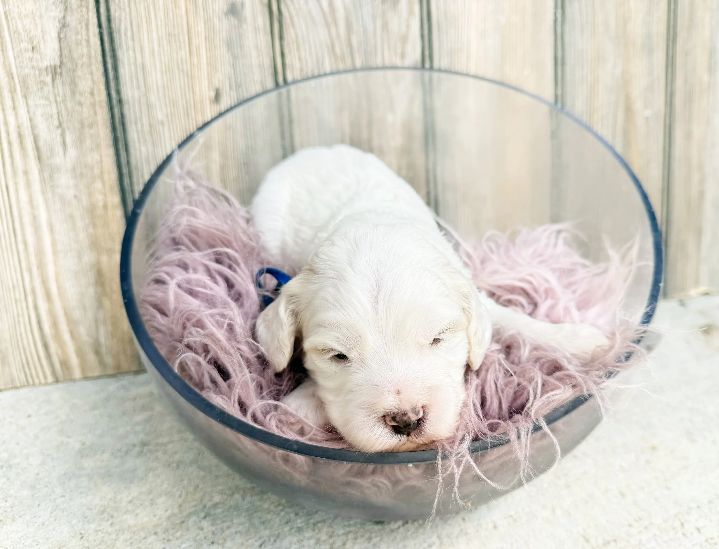 mini australian labradoodle