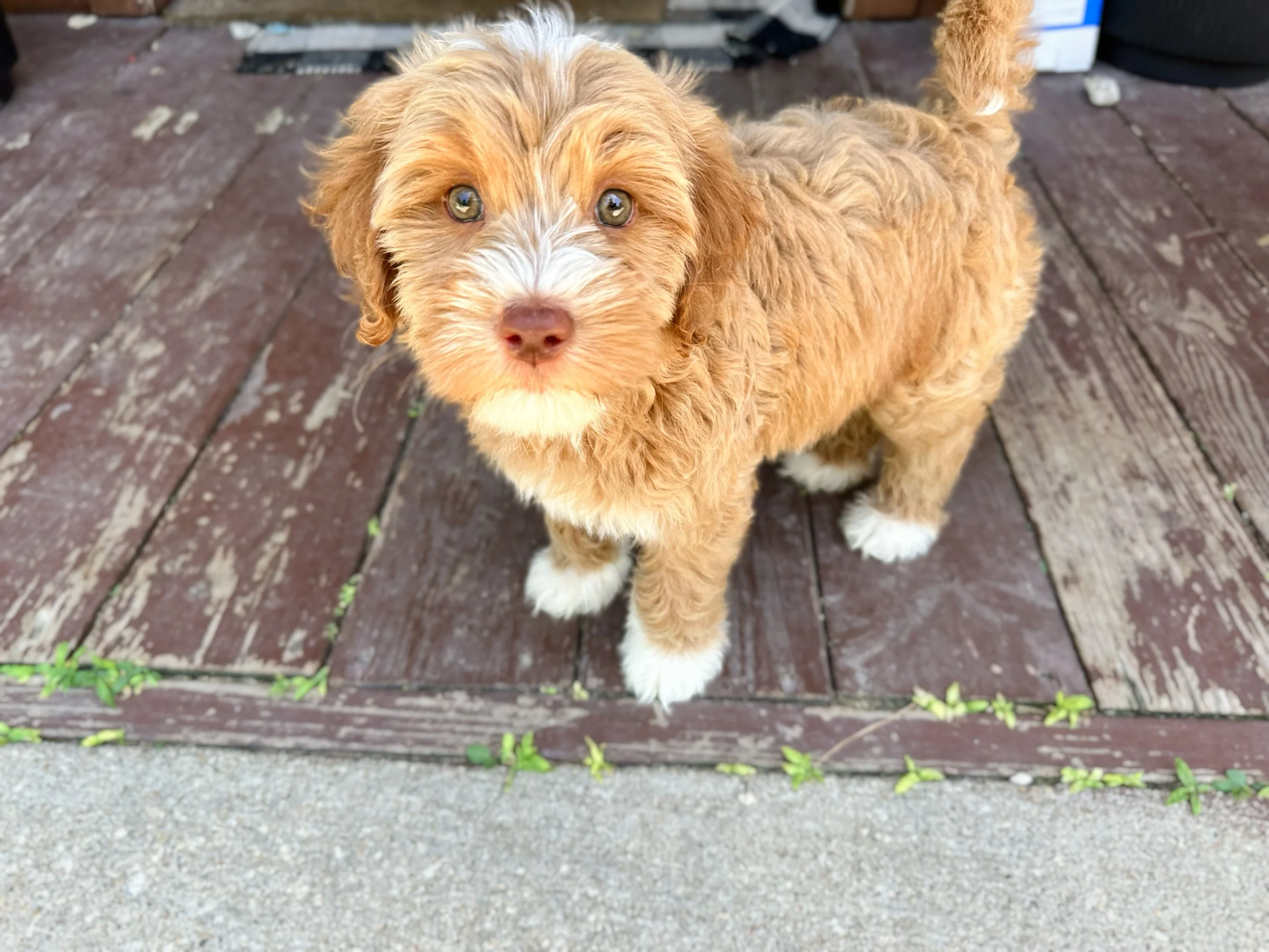 australian bernedoodle puppy