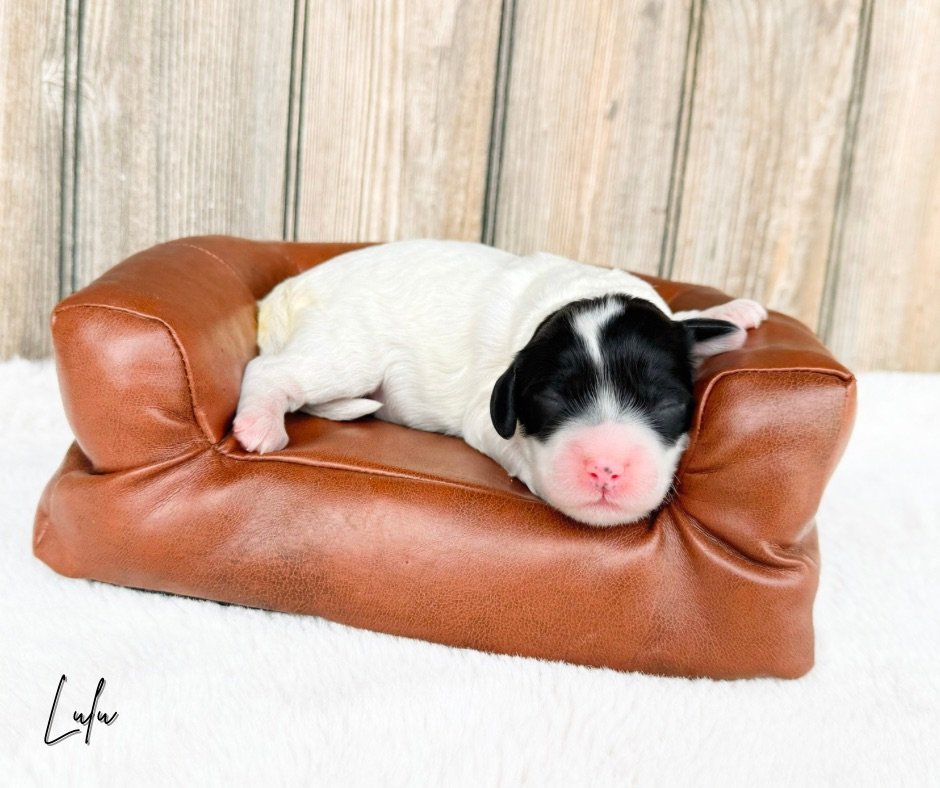 black and white doodles available near me