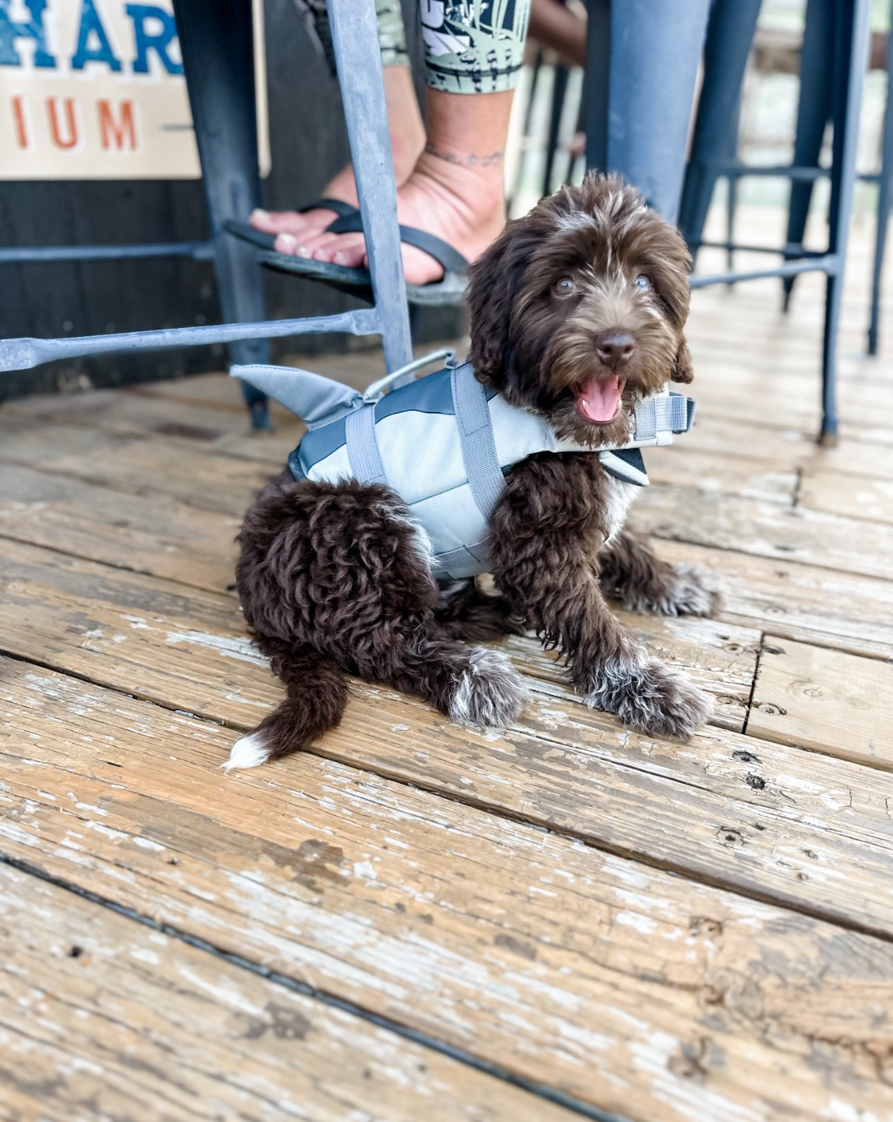 should my doodle wear a life jacket (Copy)