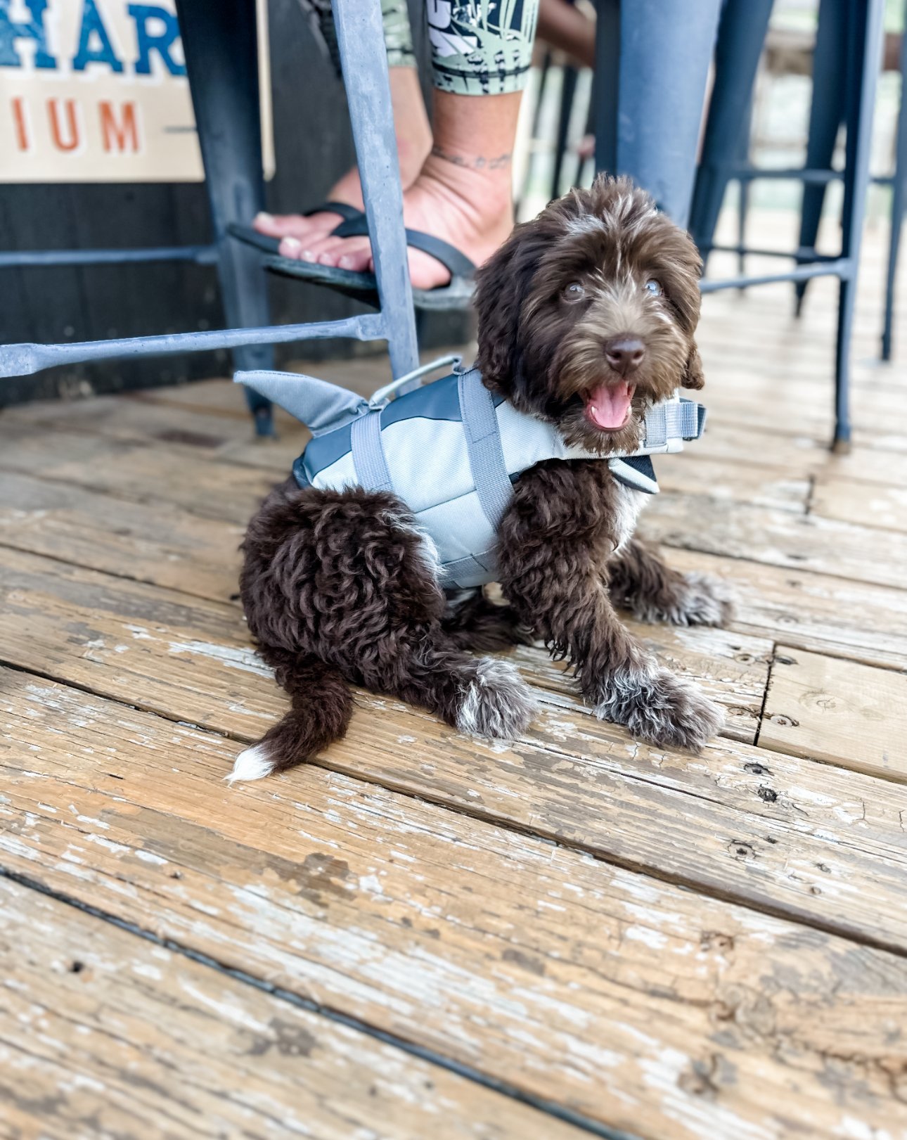 should my doodle wear a life jacket