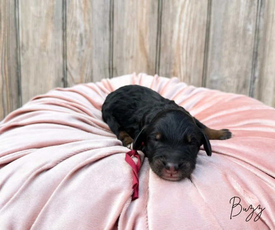 standard bernedoodles for adoption