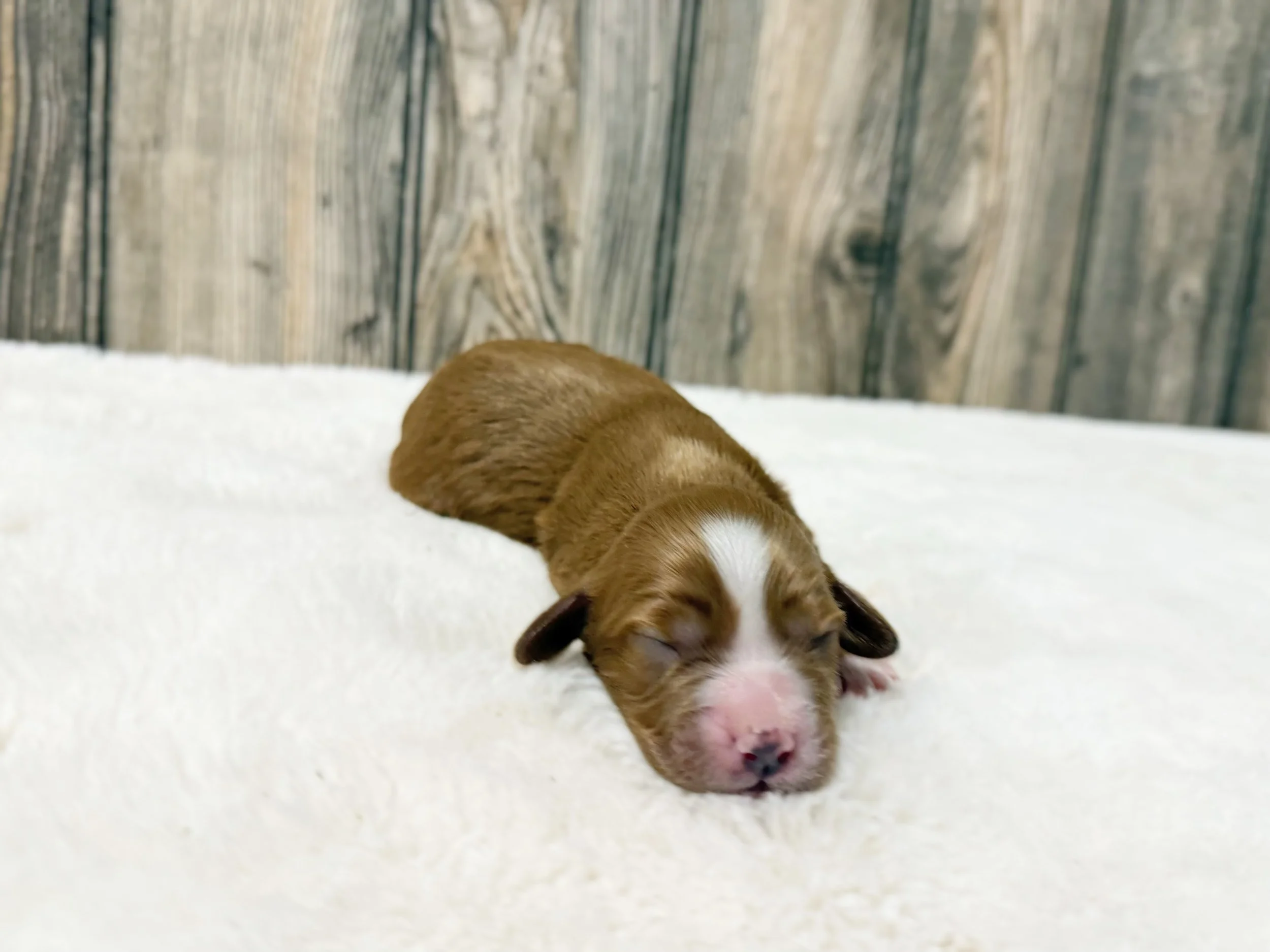 cockapoos for adoption near me