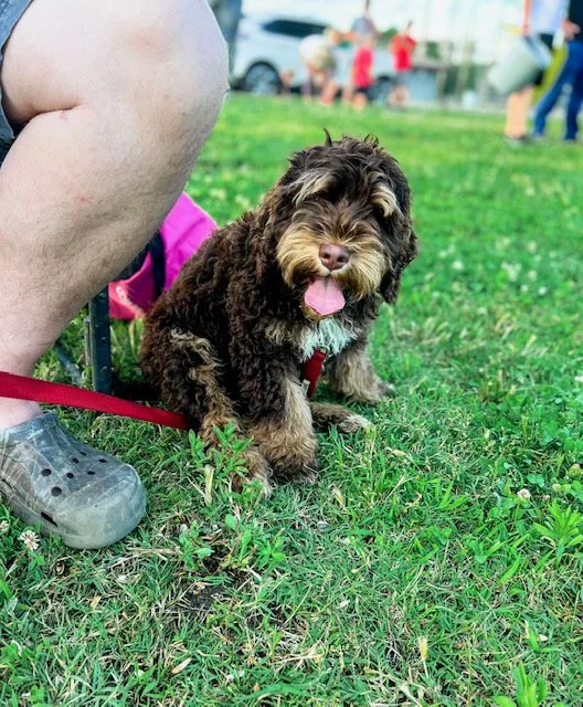 FULL GROWN CHOCOLATE AUSTRALIAN LABRADOODLE