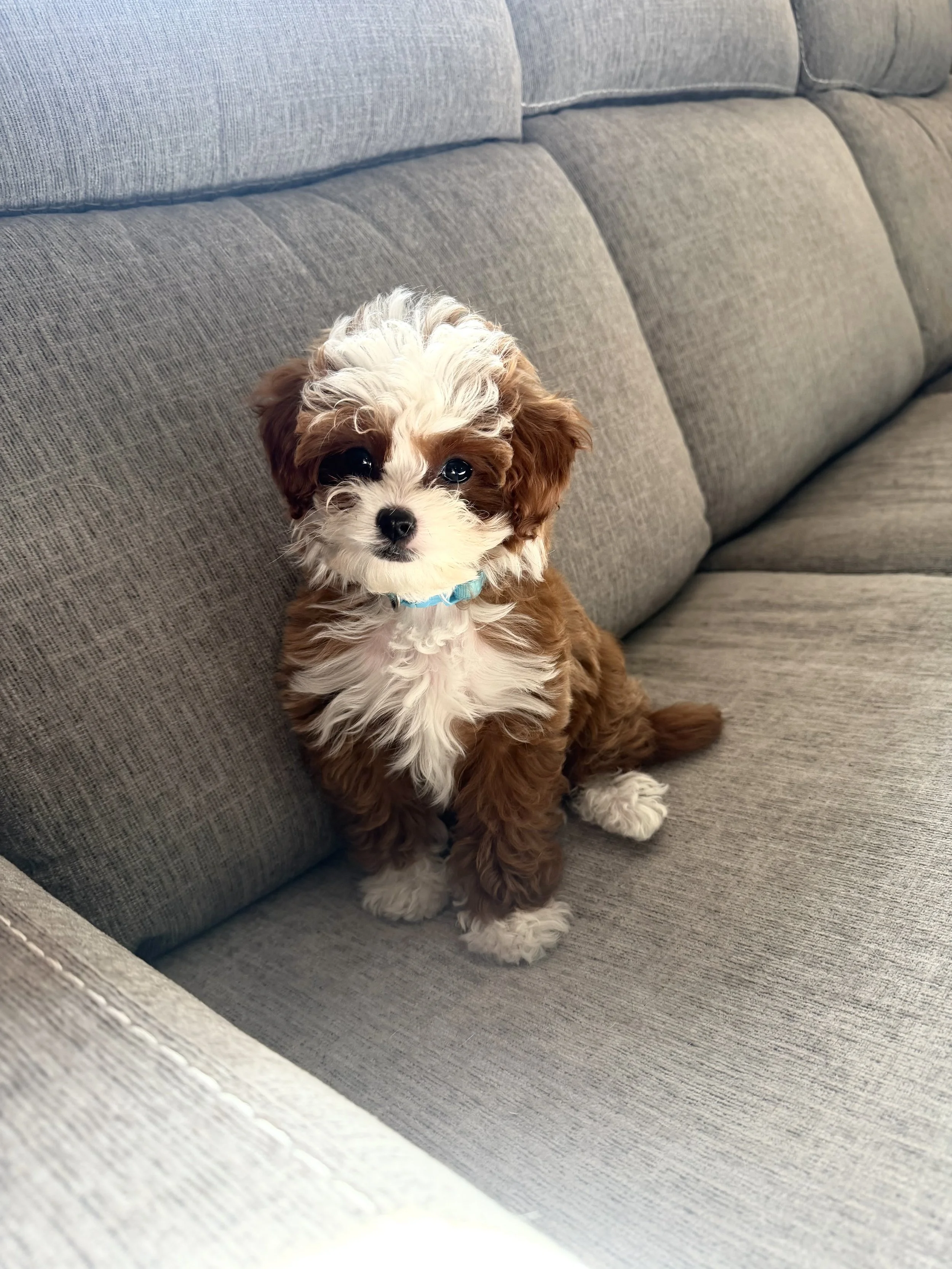 f1b cavapoo stud