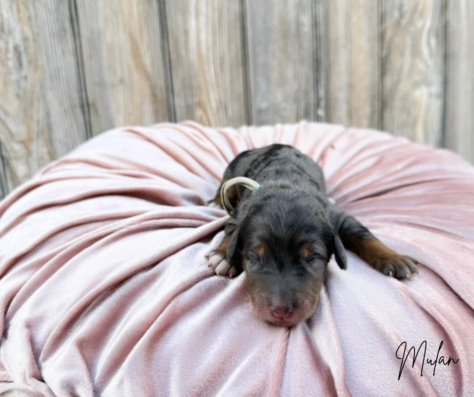 australian bernedoodles for sale