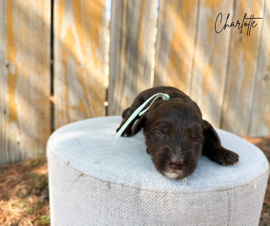 chocolate doodle puppies for sale