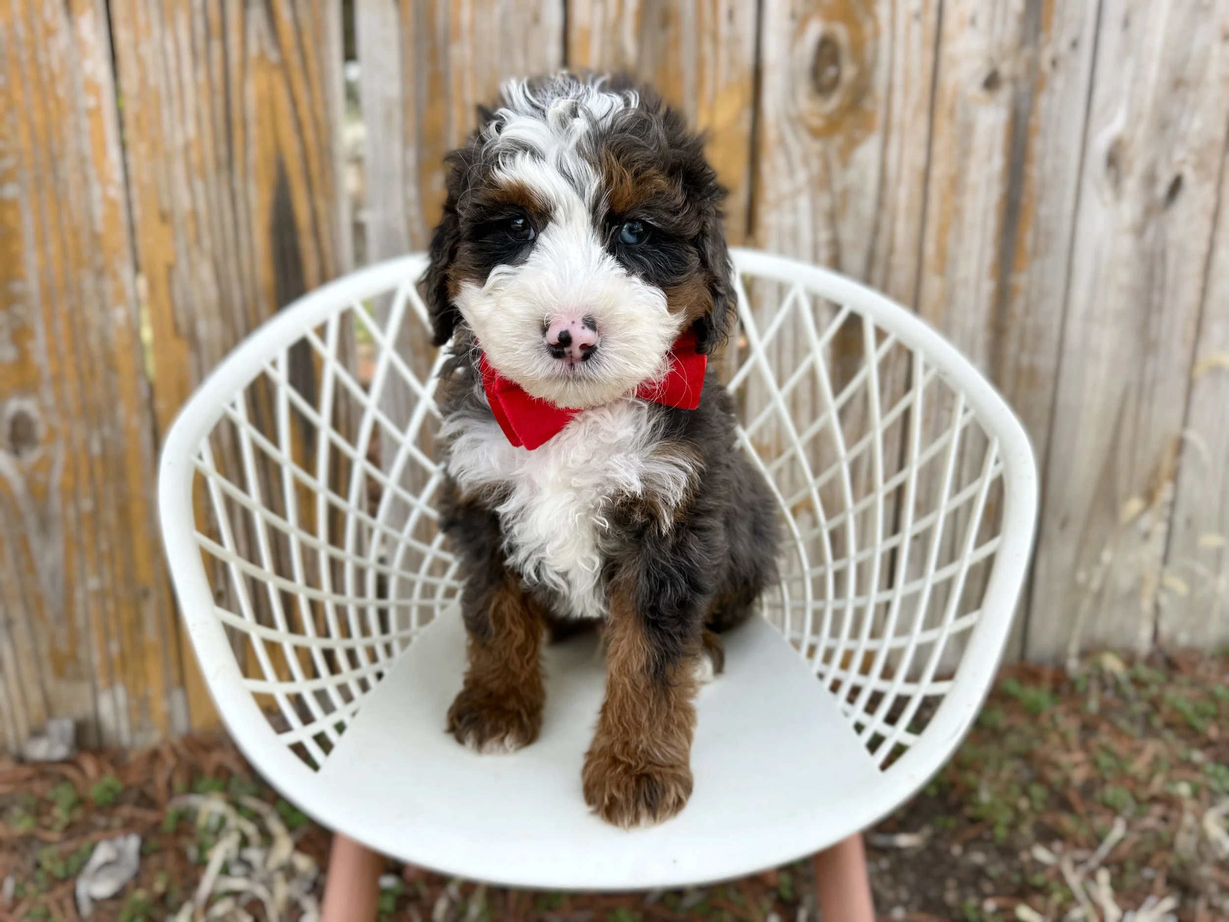 blue merle bernedoodle puppy