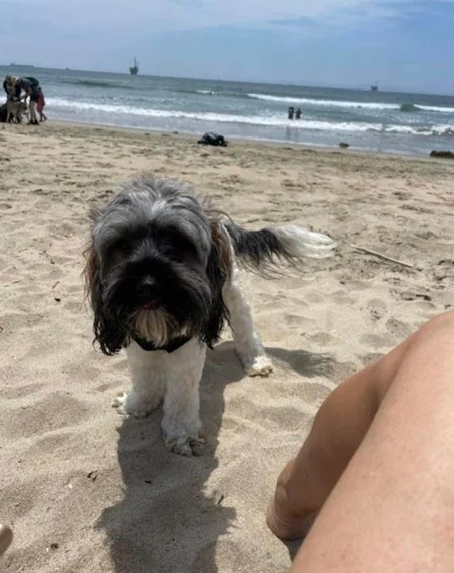 sable mini australian labradoodle