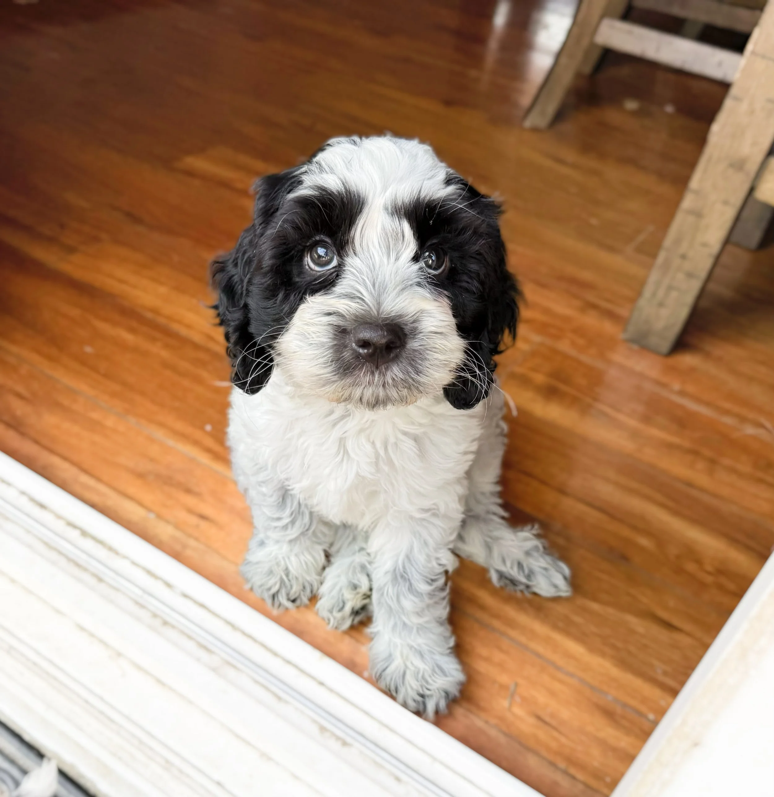 black roan australian labradoodle puppy