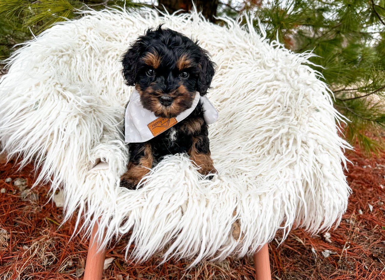 top labradoodle breeders