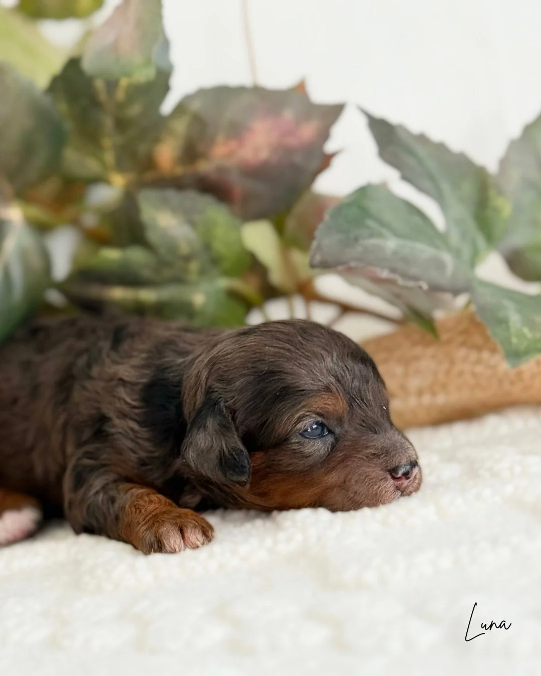 best cavapoo breeders