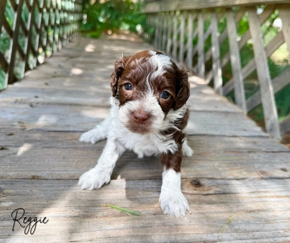 petite australian labradoodle puppy for sale