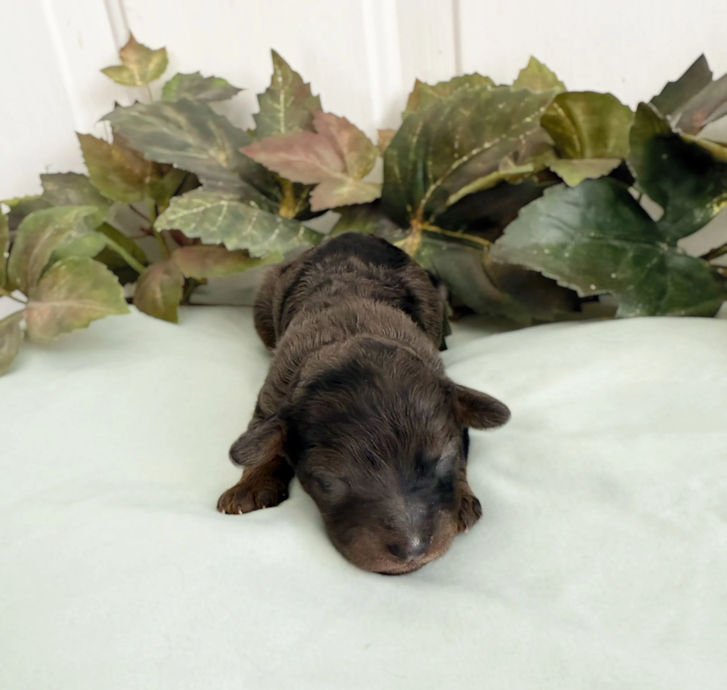 merle cavadoodles for adoption