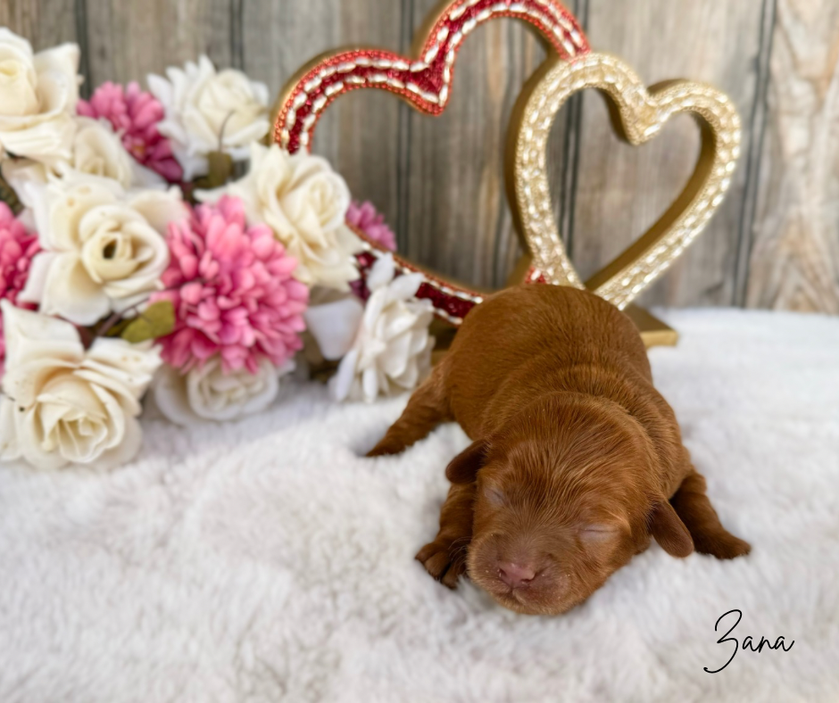 petite cavapoo puppies