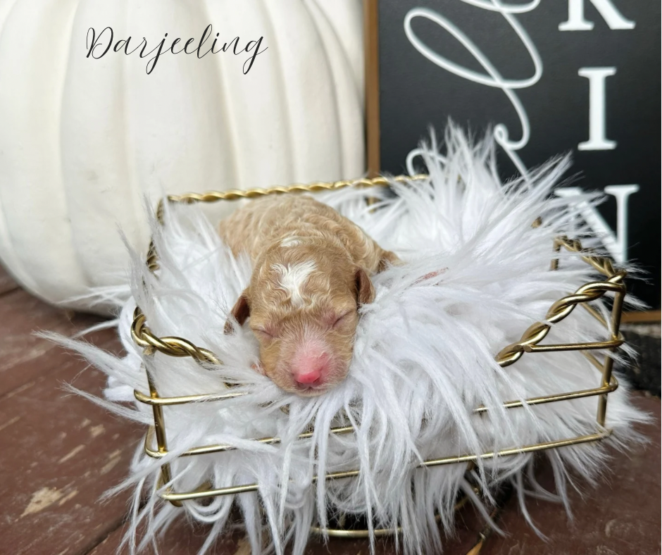 cavapoo breeders wamego kansas