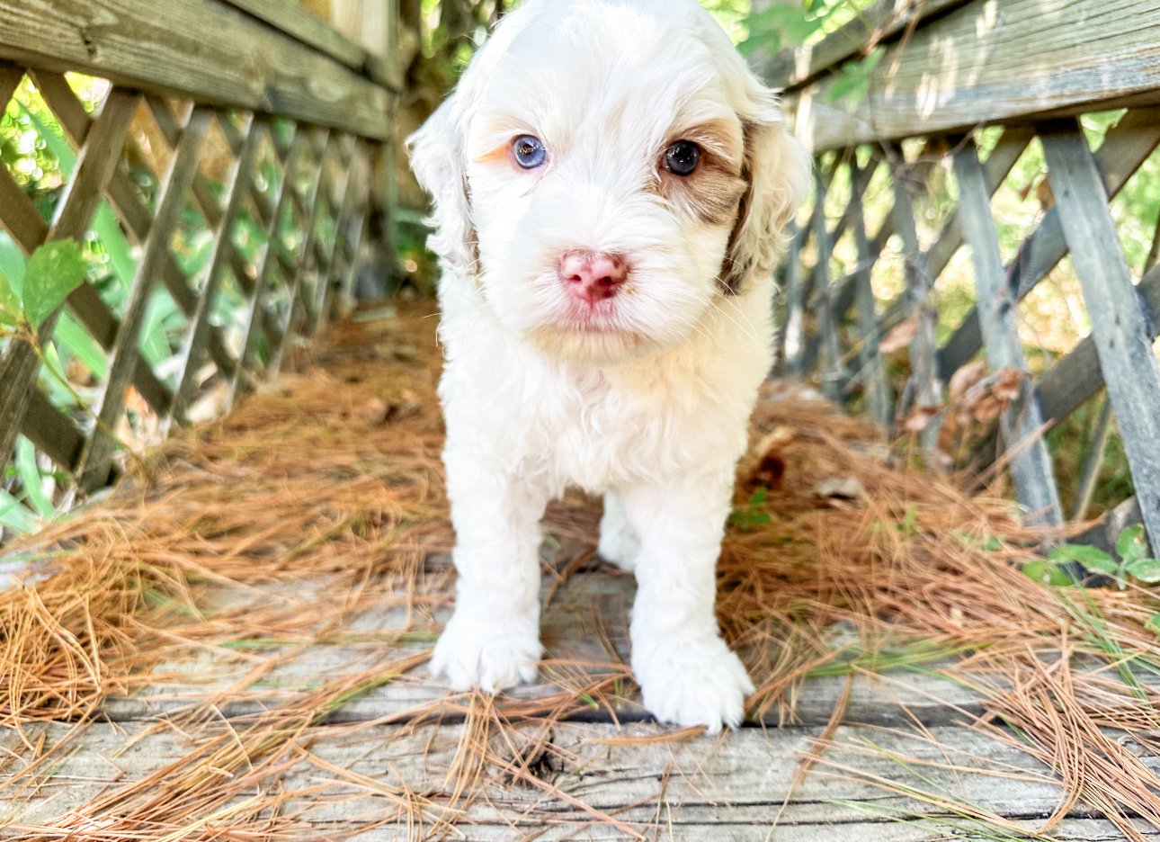 can australian labradoodles have blue eyes