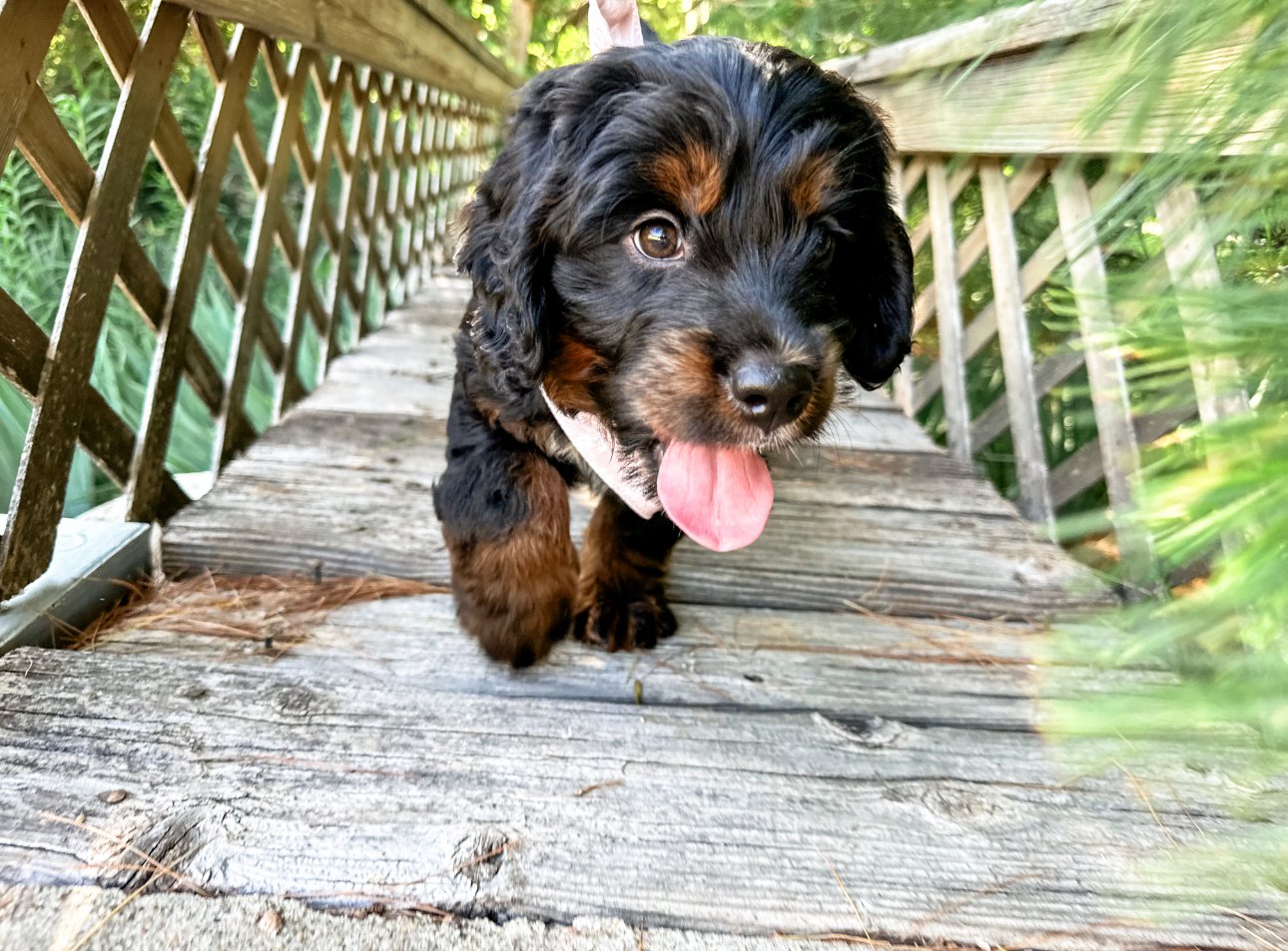 WHERE TO FIND STANDARD TEDDY BEAR BERNEDOODLES