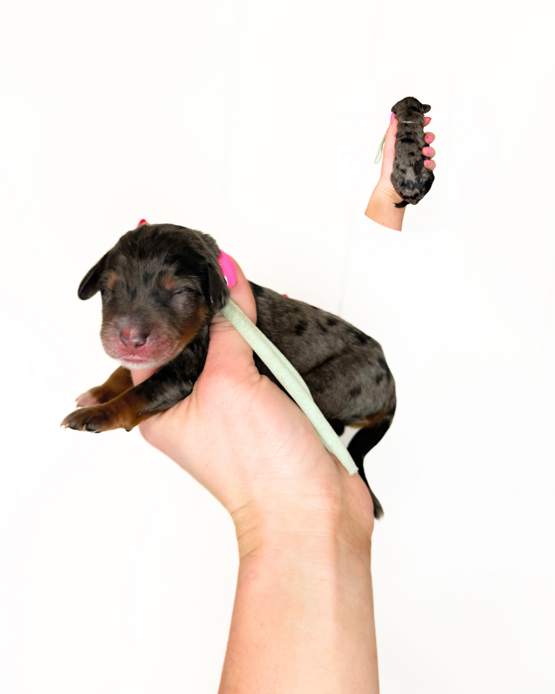 australian bernedoodles for sale near me