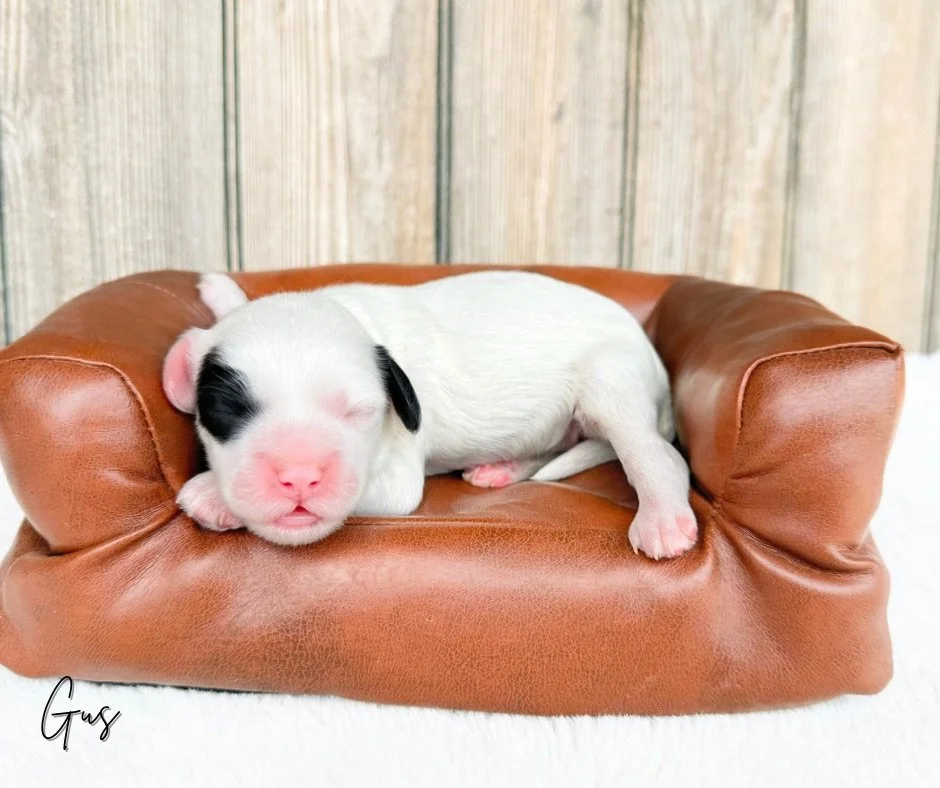 miniature labradoodle breeder